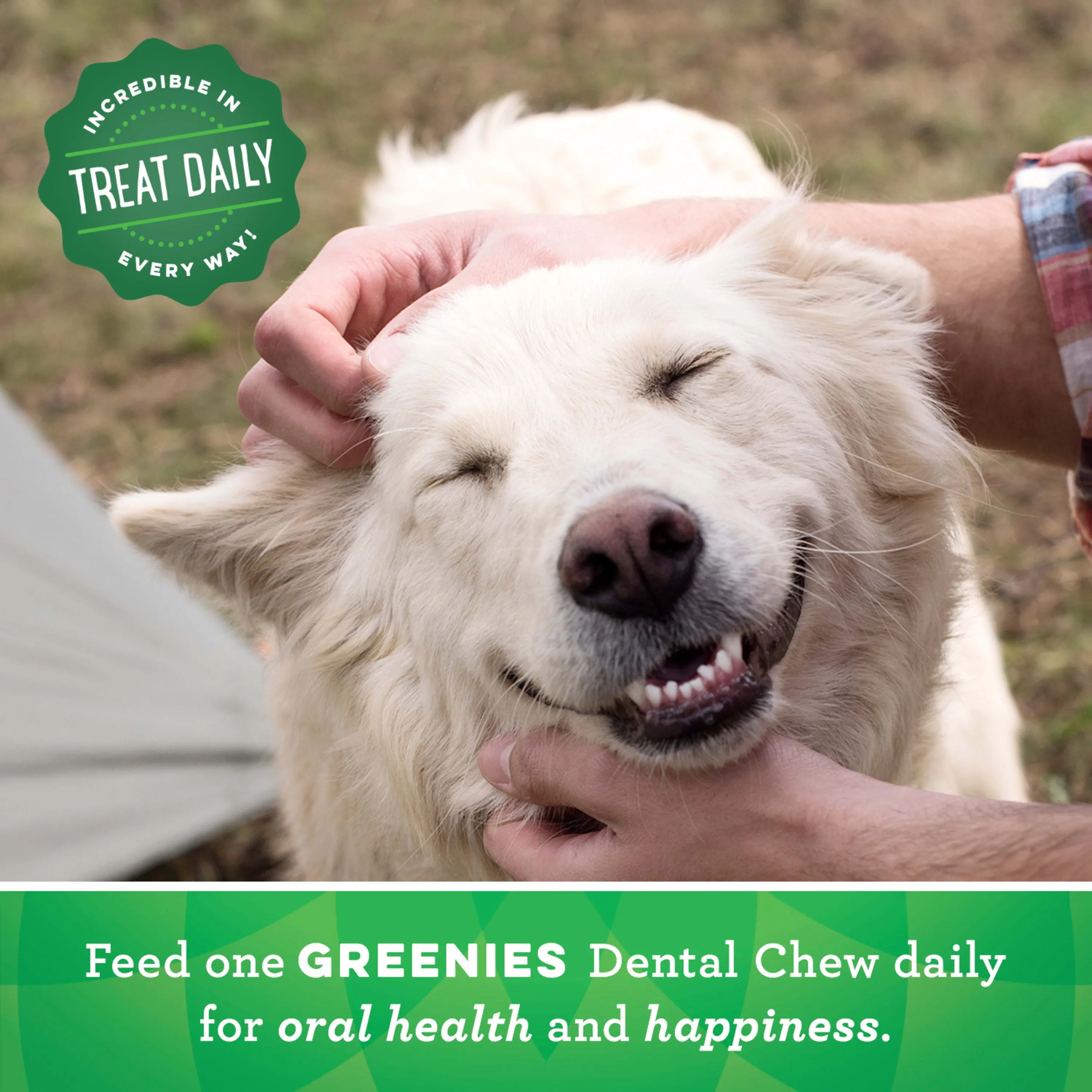 GREENIES Original TEENIE Natural Dental Dog Treats, 12 oz. Pack (43 Treats)