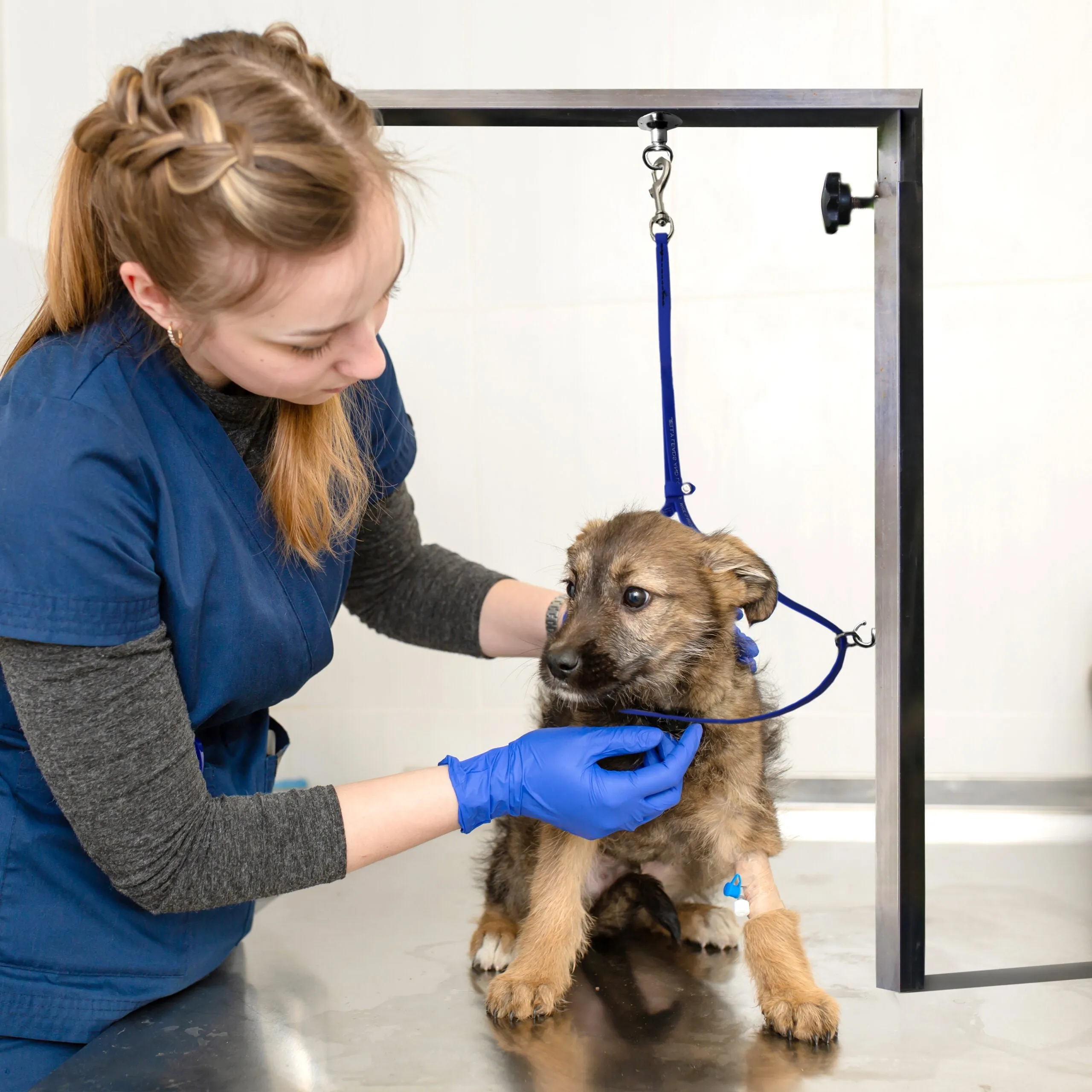 Grooming Loop 3/8"x24" With Ring Teal by Jelly Pet