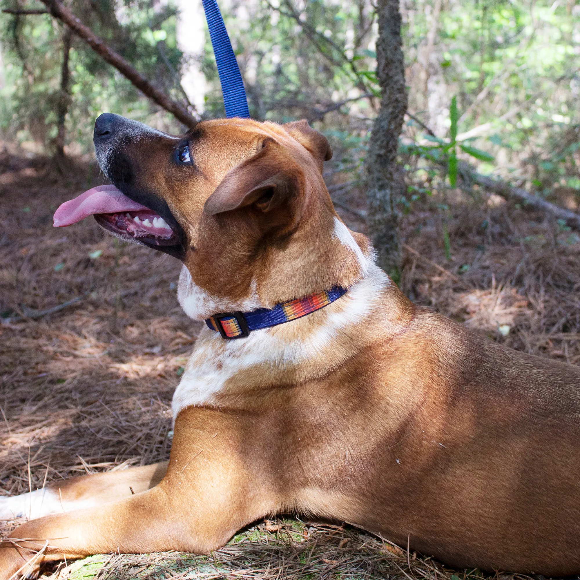Pendleton Park Leash | Grand Canyon